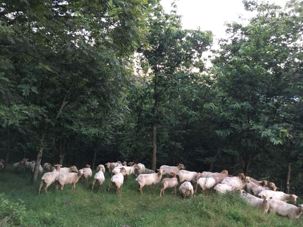 Agroturismo Erlete Goikoa -Estamos En El Camino De Santiago -We Are On The Camino De Santiago Деба Экстерьер фото